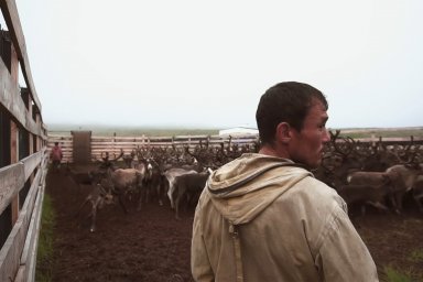 На Камчатке хотят упростить правила хранения оружия в оленеводческих хозяйствах 3