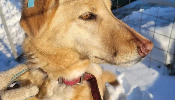 102 собаки обрели новых хозяев в столице Камчатки