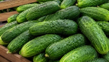 Цена огурцов на Камчатке увеличилась на 19% за последние две недели