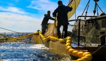 В продаже на Камчатке появились свежие рыба и икра, пойманные в ходе путины