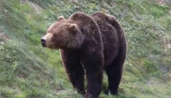 В районе Вилючинска на Камчатке планируется отстрелять пятерых медведей, вызвавших подозрения.