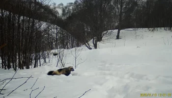 Росомаху&ndash;чистюлю запечатлела камера Кроноцкого заповедника на Камчатке