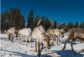 Прокуратура добилась выплаты полуторамиллионного долга работникам оленеводческого предприятия на Камчатке