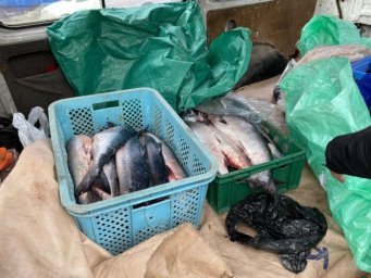 Незаконный вылов ценных лососевых пресечен на Камчатке 0