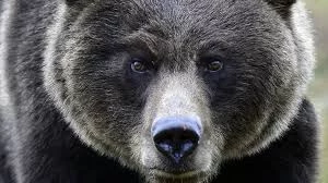 На Камчатке медведь напал на человека