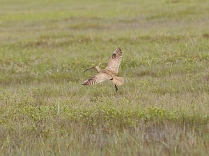 Всемирный день водно-болотных угодий отметили вчера в Камчатском крае 1