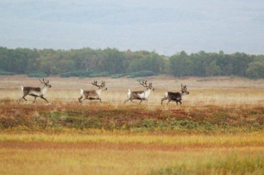 Брачный сезон подходит к концу у диких северных оленей Камчатки 1