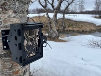 Возвращение диких северных оленей призваны зафиксировать фотоловушки Кроноцкого заповедника на Камчатке 0