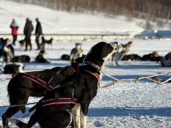 Старт многодневной гонке на собачьих упряжках &laquo;Берингия.Авача &ndash;2026&raquo; дан на Камчатке 0