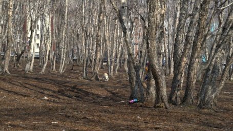 Сквер на улице Кирдищева может быть  благоустроен в 2026 году в Петропавловске-Камчатском 0