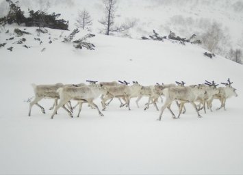 Северные олени по окончании брачного сезона побрели в горы на Камчатке 4