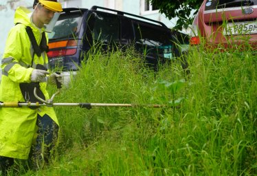 Более 52 гектаров борщевика уничтожено в Петропавловске-Камчатском 1