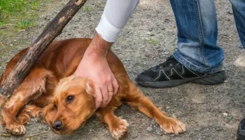 Живодера, сбросившего собаку с четвёртого этажа, осудили на Камчатке