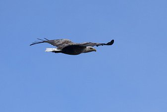 О водоплавающих и околоводных птицах рассказали в Кроноцком заповеднике на Камчатке 5