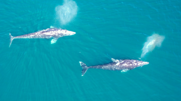 Масштабный проект по изучению серых китов запускается на Камчатке 5