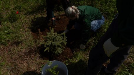 В честь 80-летия Победы 80 голубых елей высадили на Камчатке 0
