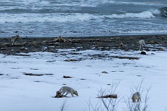 Стаю из четырёх волков заметили на побережье Кроноцкого заповедника в Камчатском крае 2