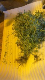 Крупная партия наркотиков изъята в дачном доме при обыске на Камчатке 2