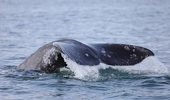 На Камчатке продолжаются исследования серых китов