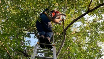 На Камчатке спасатели выручили кота, просидевшего почти три дня на дереве