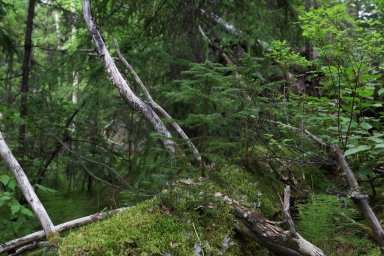 Ученые провели комплексное изучение Щапинских ельников на территории Кроноцкого заповедника 0