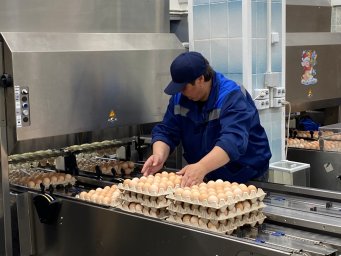 Птицефабрика «Пионерское» наращивает производственные мощности на Камчатке 0