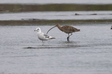 День водно-болотных угодий отметили 2 февраля на Камчатке 1