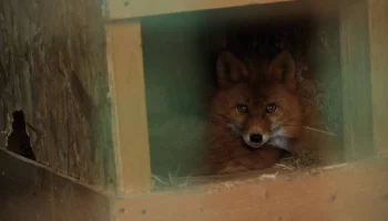 Опекуны нашлись для рыжей лисицы в елизовском зоопарке на Камчатке