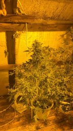 Крупная партия наркотиков изъята в дачном доме при обыске на Камчатке 0