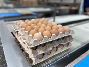 Птицефабрика «Пионерское» наращивает производственные мощности на Камчатке 1