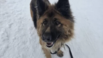 Спецтехника и неравнодушные граждане помогли расчистке от снега приюта для собак на Камчатке