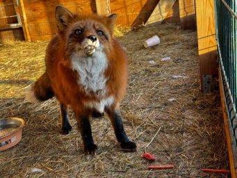 Поздравить главное животное наступающего года можно в конном центре &laquo;Лошади Камчатки&raquo; 0