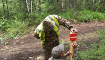 Не замёрзнем: на Камчатке заготовят более 10 000 кубометров дров