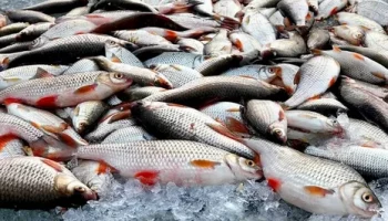 За продукцию без необходимой маркировки задержан предприниматель из Усть-Большерецка на Камчатке