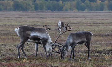 Пеплопад от вулкана Крашенинникова не изменил пищевое поведение животных на Камчатке 4