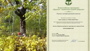 Проголосовать в конкурсе «Российское дерево года» приглашают жителей Камчатки