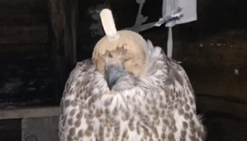 Ловили краснокнижных птиц, но поймались сами браконьеры на Камчатке