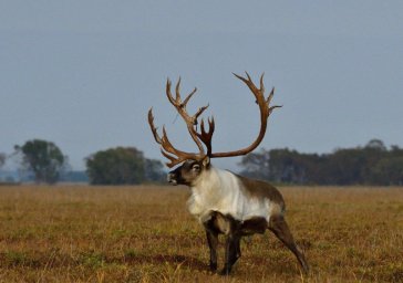 Брачный сезон подходит к концу у диких северных оленей Камчатки 2