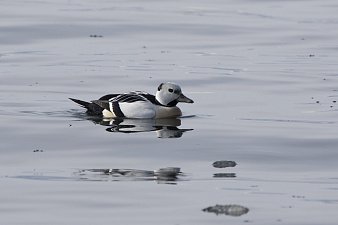 О водоплавающих и околоводных птицах рассказали в Кроноцком заповеднике на Камчатке 2