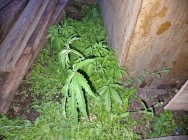 На Камчатке житель Мильково выращивал а теплице коноплю 3