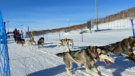 Старт многодневной гонке на собачьих упряжках &laquo;Берингия.Авача &ndash;2026&raquo; дан на Камчатке 3