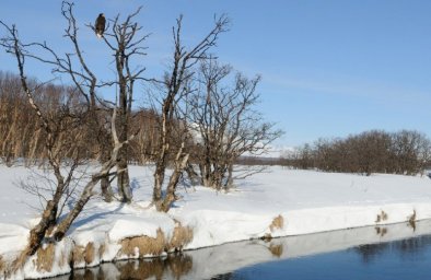 Белоплечие орланы обустраивают гнездо рядом с офисом Кроноцкого заповедника на Камчатке 0