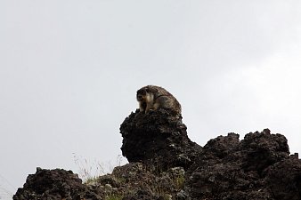 Подсчитали — прослезились: черношапочных сурков стало меньше на Камчатке 10