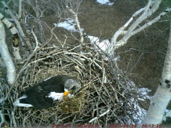 Фотоловушки раскрыли тайны гнездовой жизни белоплечих орланов на озере Начикинском в Камчатском крае 0
