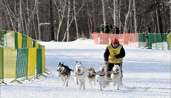 Дан старт главной гонке на собачьих упряжках &laquo;Берингия &ndash; 2026&raquo; на Камчатке