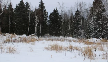 Патрулирования территорий лесного фонда в предновогодний период проводят в Камчатском крае