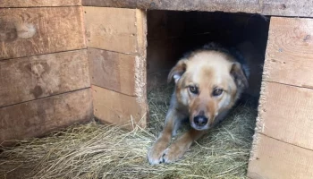 Более 150 бездомных собак отловили в столице Камчатки с начала года