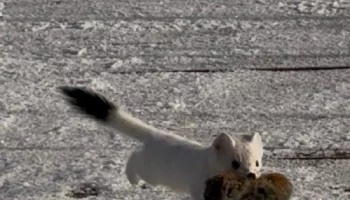 Горностай повадился наносить визиты на кордон «Ипуин» в Кроноцком заповеднике на Камчатке