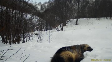 Росомаху&ndash;чистюлю запечатлела камера Кроноцкого заповедника на Камчатке 2