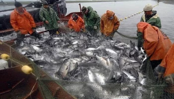 Первые торги по новым правилам не вызвали ажиотажа среди рыбопромышленников на Камчатке Первые торги по новым правилам не вызвали ажиотажа среди рыбопромышленников на Камчатке